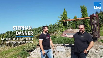 3/6 : Saint-Urbain et les différents types de raisin à Durbach