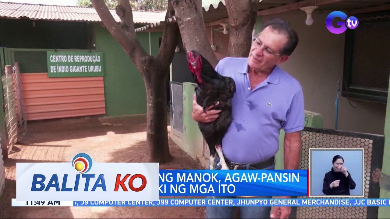 Mga alagang manok, agaw-pansin dahil sa laki ng mga ito | BK