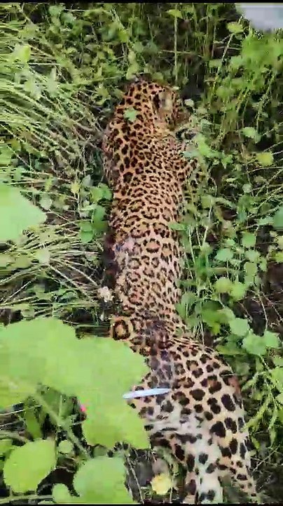 There were wounds in the leopard's stomach, insects were writhing