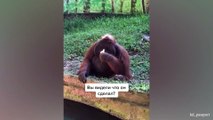 Monkeys Reacting to See Phone For The First Time! - Funniest Animals and Pets