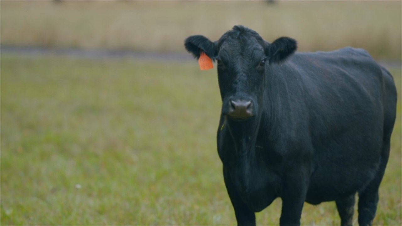 Von Kuhherde zertrampelt: Frau stirbt beim Gassigehen