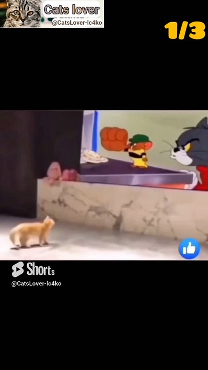Funny cats__Funny cats video__Beautiful cats__Funny video