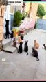 Funny video of cats _ Beautifull cats video _ Nice cats _ Pets _ Cats _ Dogs