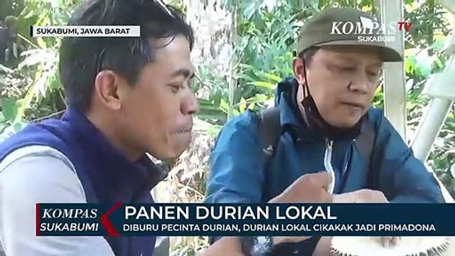 Diburu Pecinta Durian, Durian Lokal Cikakak Jadi Primadona