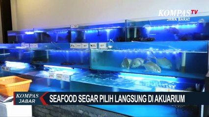 Seafood Segar Pilih Langsung di Akuarium