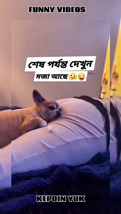 Funny videos