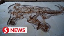 Two dinosaur fossils in near perfect condition discovered after 130 million years