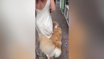 Good-Boy Dog Carries Owner's Wedding Dress So It Doesn't Drag On Ground | Happily TV