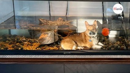 L'aquarium abrite quelque chose d'hors du commun : elle croit halluciner et décide d'appeler un témoin