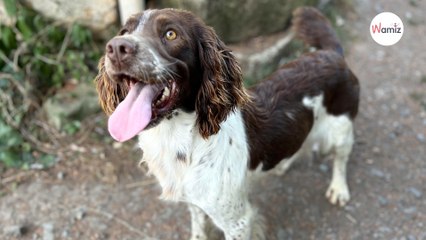 Malgré une vie en chenil, cette petite chienne réformée d'élevage est une perle, et elle attend une famille !