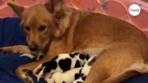 Leur chienne va avoir des petits, le jour de leur naissance tout le monde est bouche bée