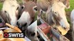 Adorable morning routine at animal sanctuary sees donkeys feast on TOAST