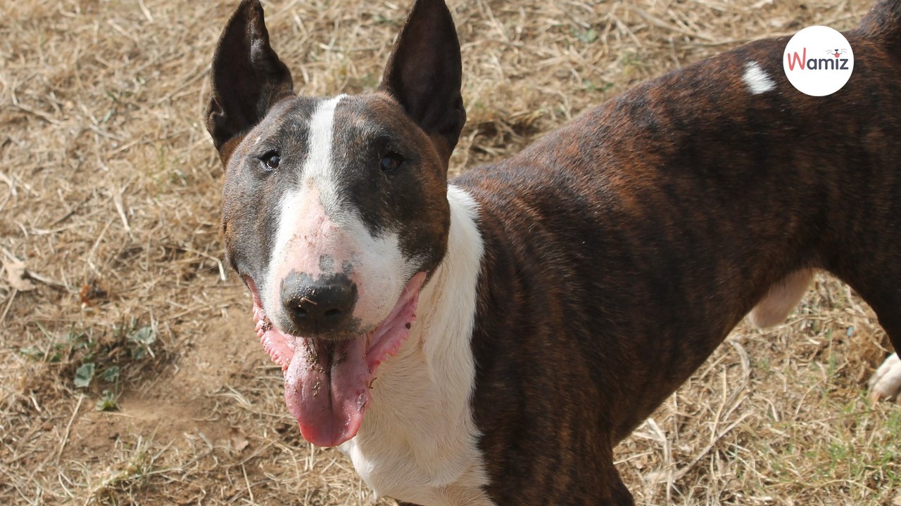 Après 9 ans d'amour, ce pauvre chien a été abandonné attaché à un portail : il mérite une deuxième chance