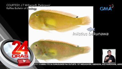"Iniistius Bakunawa" pinakabagong species ng isda sa mundo, unang namataan sa palengke sa Bohol | 24 Oras