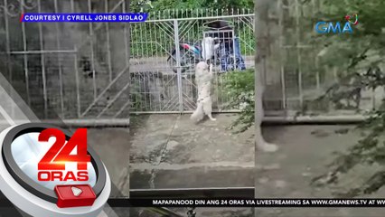 Aso sa Zamboanga del Norte, taga-kuha ng mga idine-deliver na parcel | 24 Oras