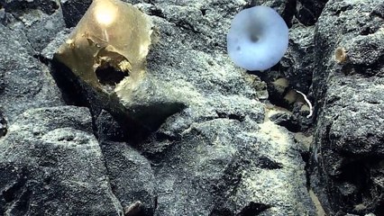 Descubra o Fascinante Espécime Dourado no Alasca ✨