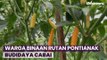 Budidaya Cabai di Lingkungan Rutan Pontianak, 5 Warga Napi Budidaya Ikut Kontribusi