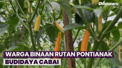 Budidaya Cabai di Lingkungan Rutan Pontianak, 5 Warga Napi Budidaya Ikut Kontribusi