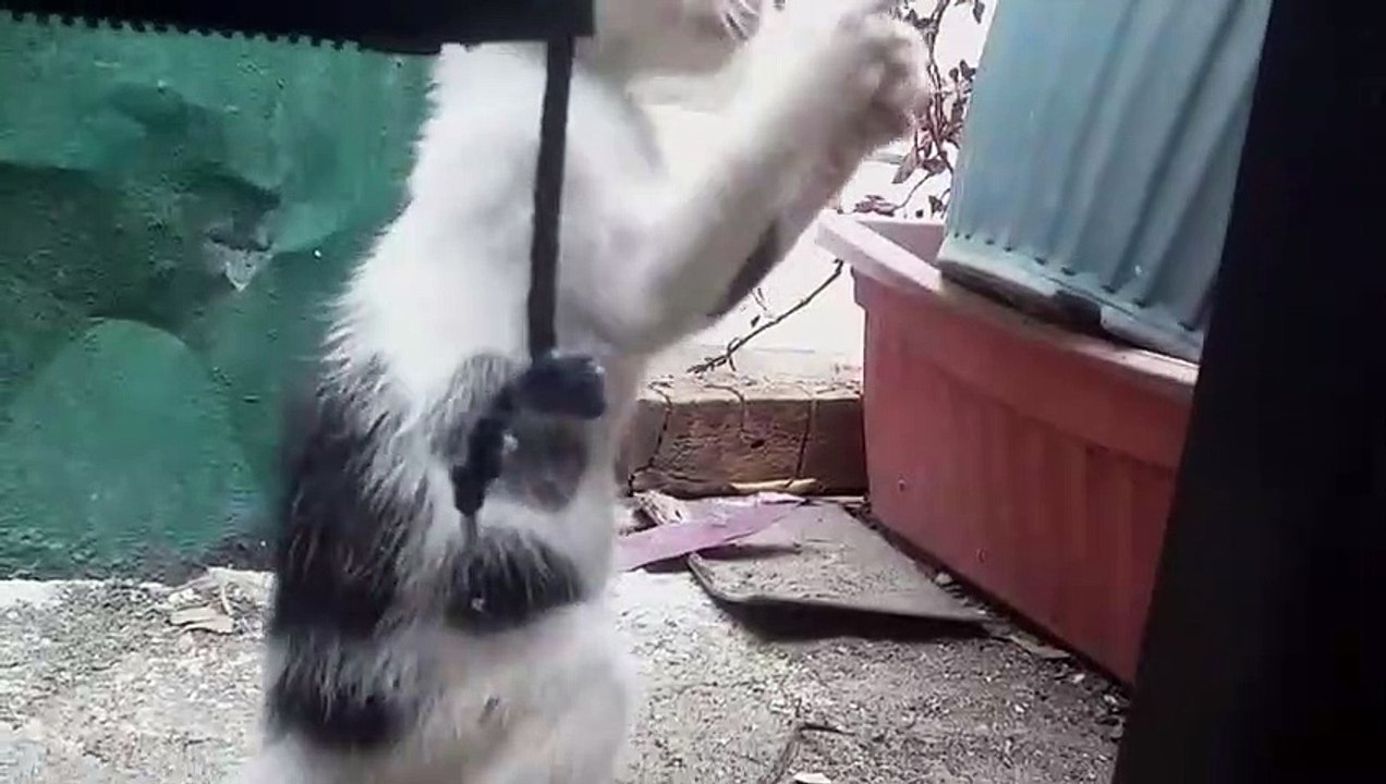 String Kittens PART 1 -  Playing Kittens Cat Videos Cats