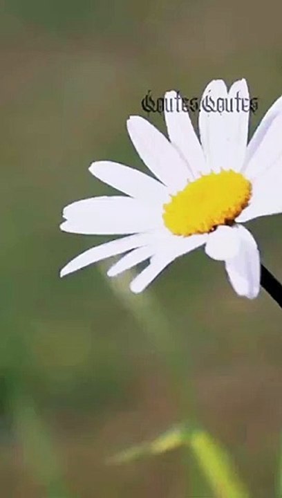 A single Flower..