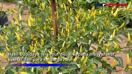 Lima Warga Napi Budidaya Cabai, Hasilnya Dijual ke Masyarakat dan Keluarga Napi