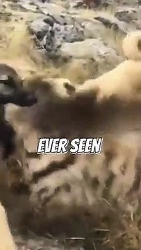This Hyena Attacks a Kangal Dog #kangal #hyena #anatolianshepherd