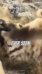 This Hyena Attacks a Kangal Dog #kangal #hyena  #anatolianshepherd