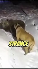1 Bear VS 2 Shepherd Dogs  A Strange Encounter  #anatolianshepherd #kangal #bear