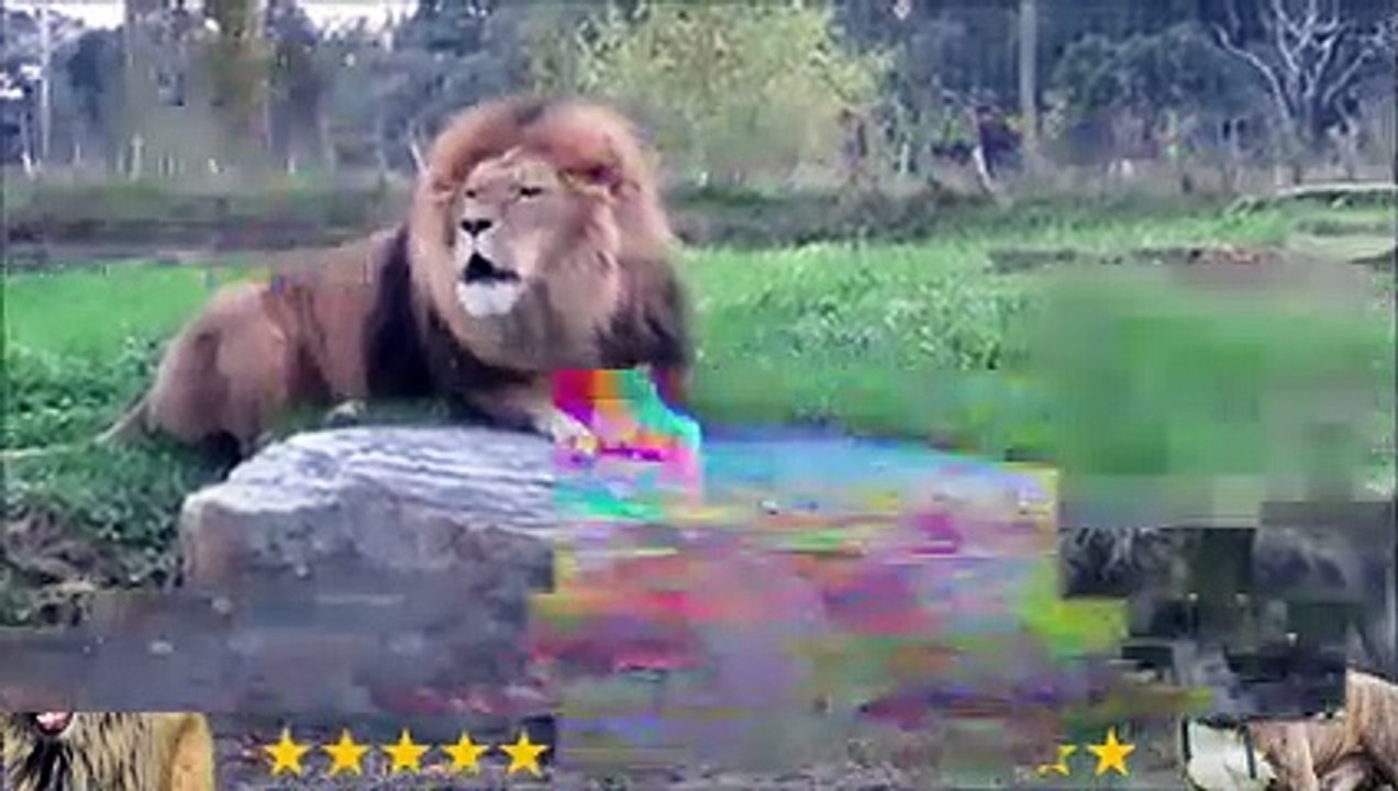 Pitbull VS Lion Fight Video - Lion vs Pitbull a Real Comparison