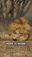 Unleashing the Untold Wonders of African Wildlife and Lions