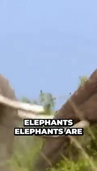Amazing Elephant Encounters Discover the Majesty of Earth's Gentle Giants!