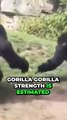 This is Why Joe Rogan Said  Gorillas will fake you  - How strong are gorillas