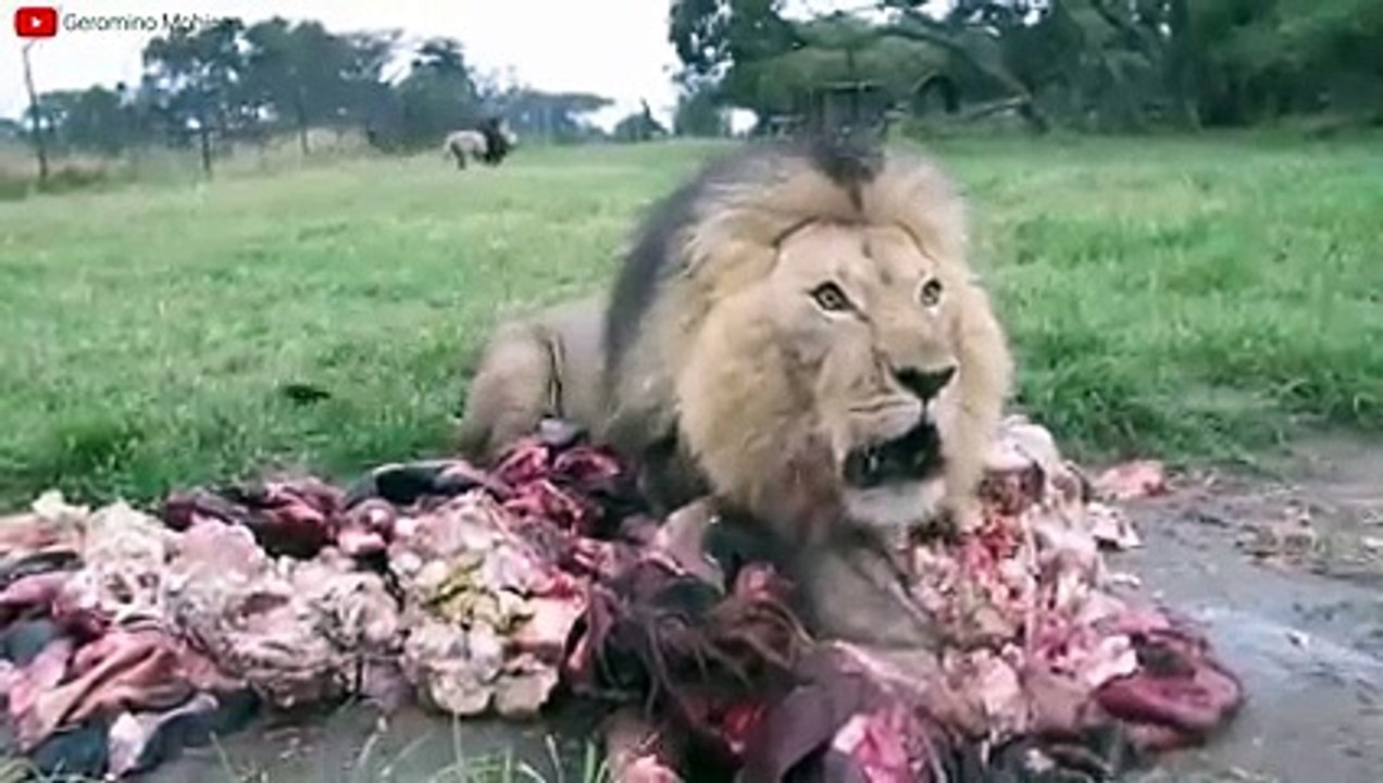 Lion VS Tiger Real Fight - Tough Creatures [Ep. 4]