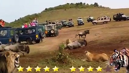 Lion VS Tiger Real Fight 2021 - Tough Creatures [Ep. 3]