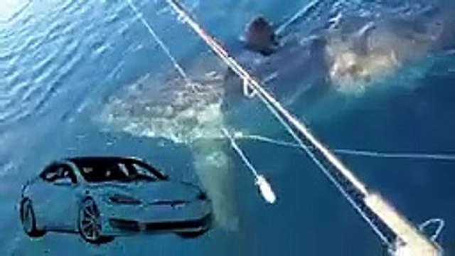 This is Why Great White Sharks are Dominating Oceans