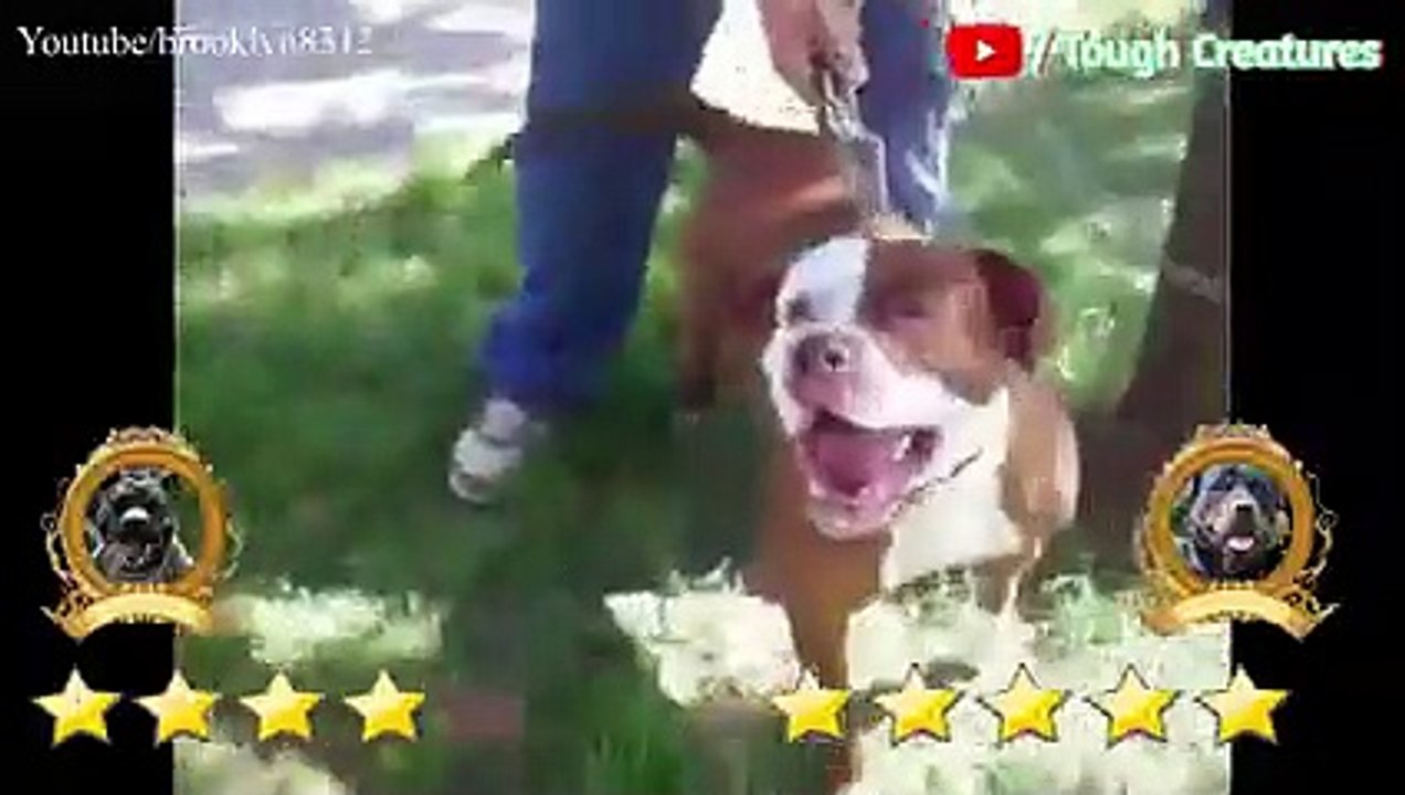 Pitbull VS Rottweiler Real Fight 2021 Rottweiler VS Pitbull Real Fight  Tough Creatures - video Dailymotion, image size:1272x720