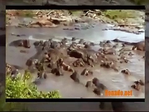 Craziest real Animals Fight Amazing Animal Attack Compilation HD 2016 Funny Animals #7