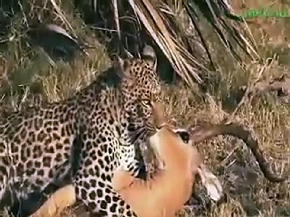 Amazing animal attacks Baboons Save Deer From Leopard - #Hyena Help Deer, Bear Saves Crow#7