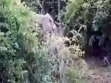 Amazing Wild Animal Attacks Lion, Crocodile, Hyena, Hippo #7 (2)