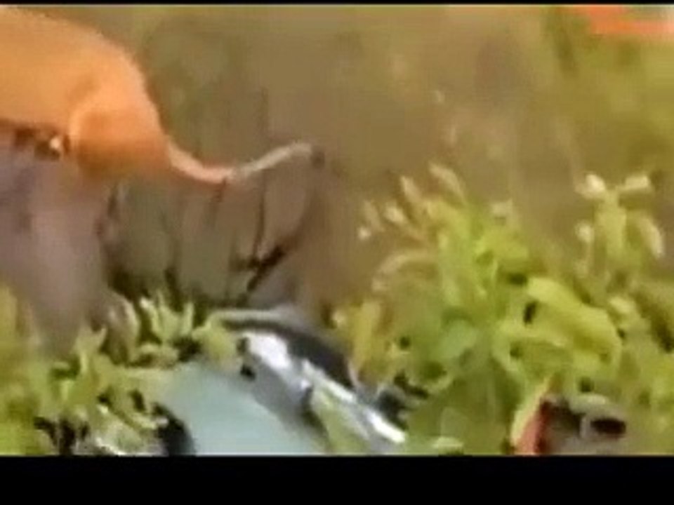 CRAZIEST Most Amazing Wild Animal Attacks #  Lion vs Elephant#7 (2)