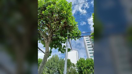 가로수 가지치기하던 20대 노동자 감전...2∼4도 화상 / YTN