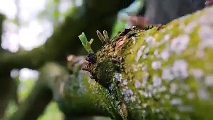 It Only Takes An Eagle 4 Seconds To Kill !!