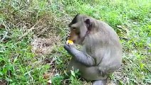 Monkey Punished By an Eagle, And Her Young Ate it !!