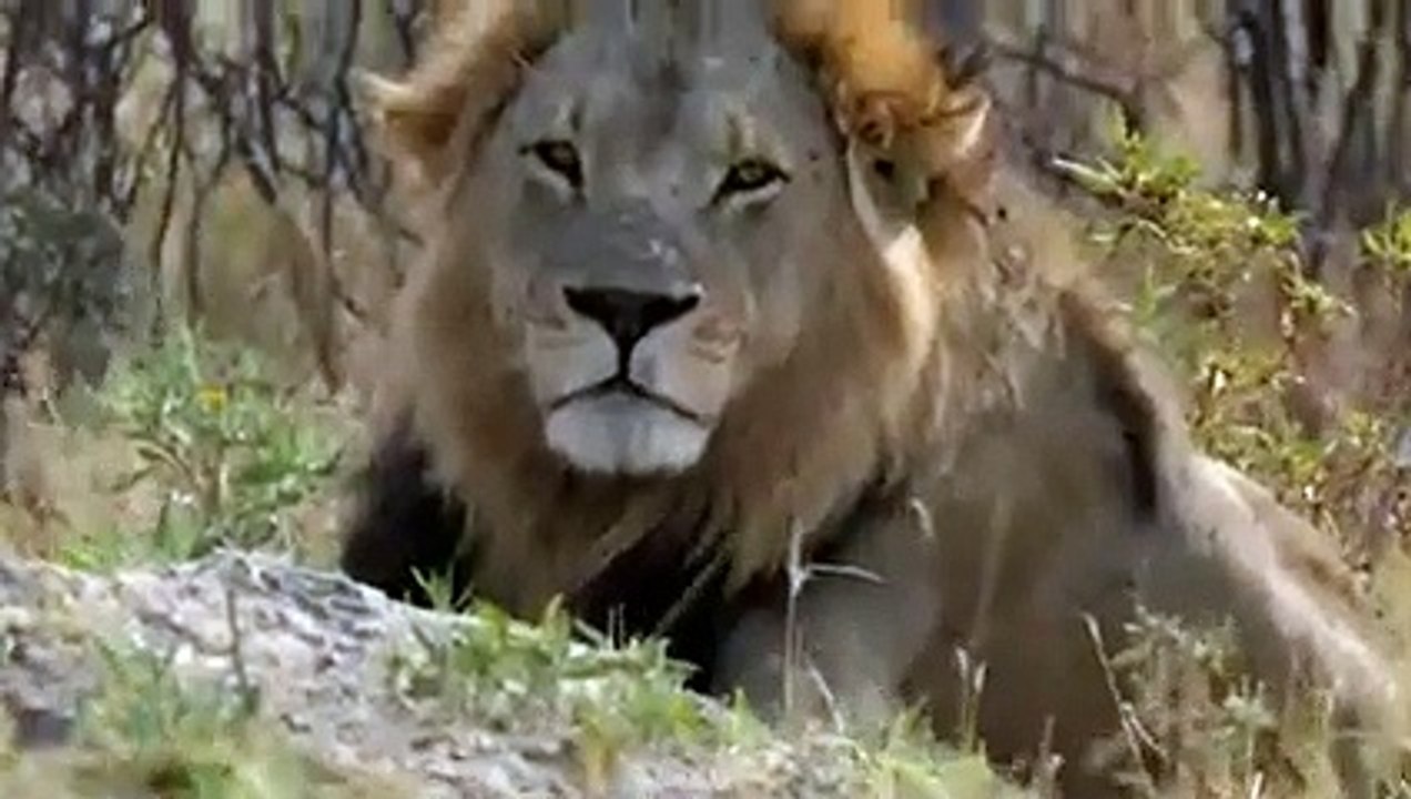Hyena Ripped a Lion Apart And Ate His Flesh !!