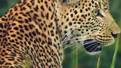 Hyenas Teaches a Leopard a Lesson He'll Never Forget