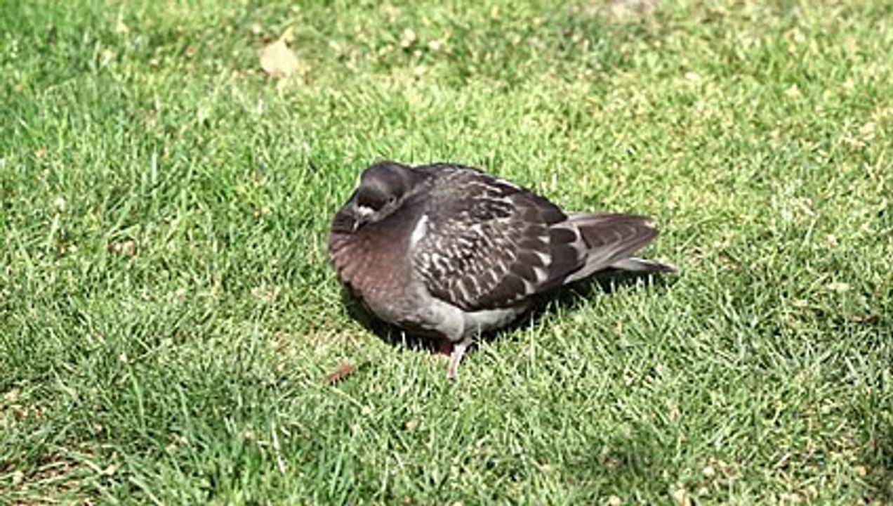 Pigeon Dismembered And Eaten Alive