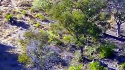 Wild Dogs Unite Against Impalas To Steal Prey