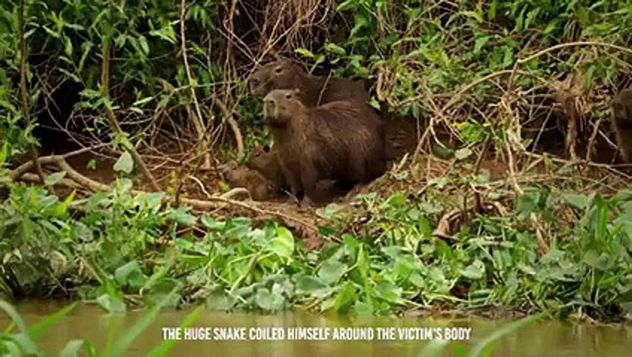 Anaconda Shows The Alligator Who's The Boss