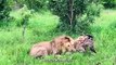 The Lion Grabs Cheetah From Its Head Until Death