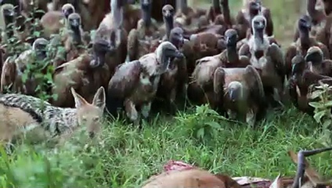 Vulture Shred The Rabbit's Flesh For Lunch